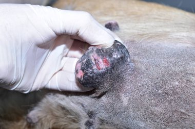 Tümörü çıkarmak için veteriner ameliyatı