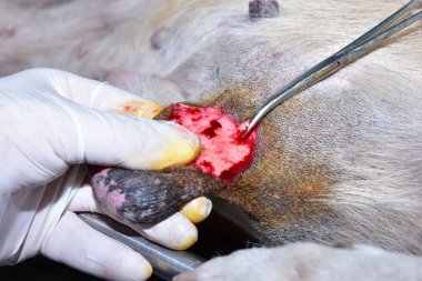 Tümörü çıkarmak için veteriner ameliyatı