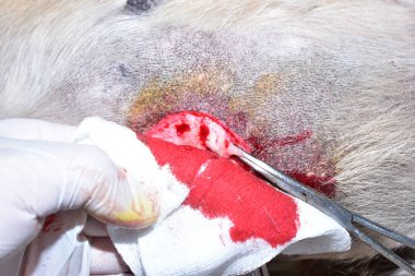 Tümörü çıkarmak için veteriner ameliyatı