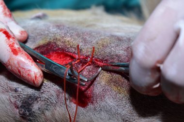 Tümörü çıkarmak için veteriner ameliyatı