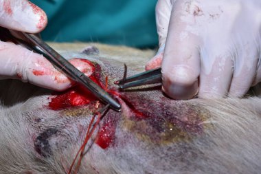 Tümörü çıkarmak için veteriner ameliyatı