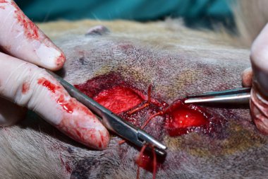 Tümörü çıkarmak için veteriner ameliyatı