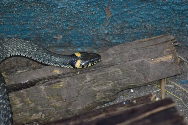 Serpent Herbe Est Omniprésent Avec Les Humains — Photo