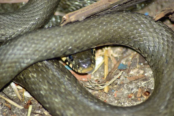 Grama Cobra Onipresente Com Seres Humanos — Fotografia de Stock