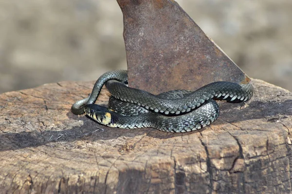 Serpent Herbe Est Omniprésent Avec Les Humains — Photo