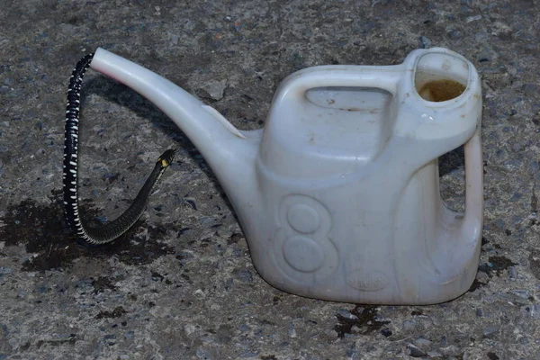 Çimen yılanı insanlara her yerde rastlar.