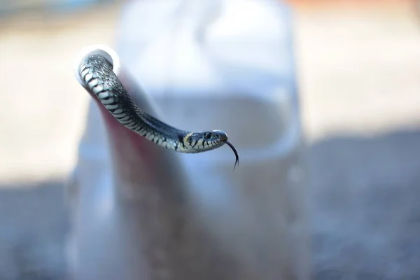 Grama Cobra Onipresente Com Seres Humanos — Fotografia de Stock