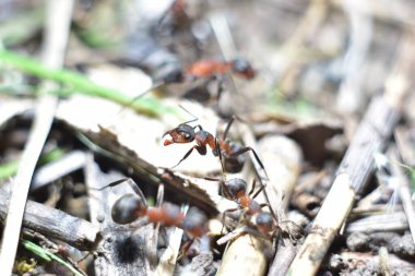Orman karınca yuvasında bir karıncayı yakından çek.