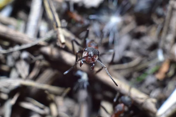 Nahaufnahme Einer Ameise Einem Waldameisenhaufen — Stockfoto