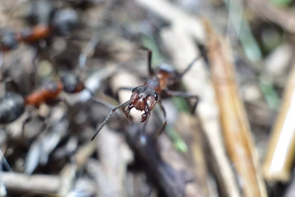 Gros Plan Une Fourmi Dans Une Fourmilière Forestière — Photo