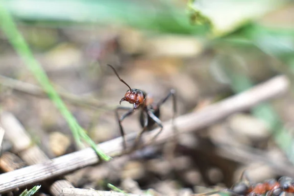 Primo Piano Una Formica Formicaio Della Foresta — Foto Stock