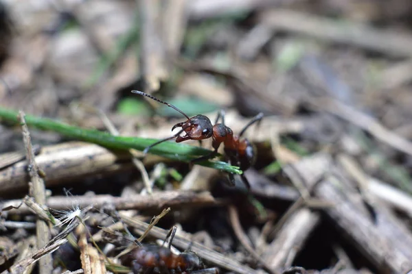 森の中の蟻のクローズアップ — ストック写真