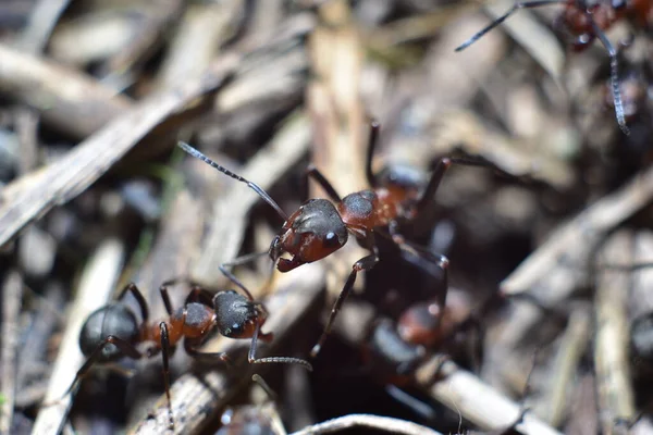 Nahaufnahme Einer Ameise Einem Waldameisenhaufen — Stockfoto