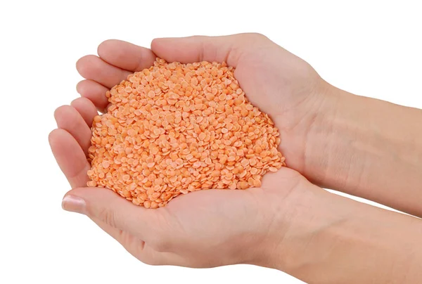 Orange raw lentil, grain is in female hands, handful of cereal, — Stock Photo, Image