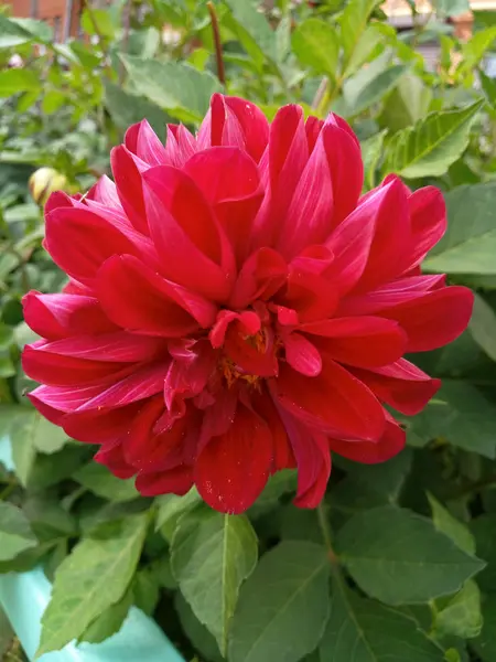 Grande flor de dália vermelha — Fotografia de Stock