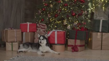 Sibirya Husky 'si hediyelerle Noel ağacının yanında yerde yatıyor. Yeni yıl arifesinde köpek ve hediyelerle. 