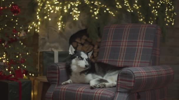 Сибирский Хаски лежал в кресле у рождественской елки с размытыми огнями на спине. Черно-белая собака на диване . — стоковое видео