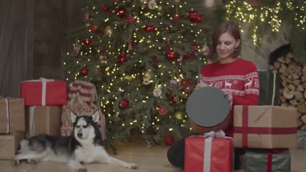 Ung brunett kvinna i röd pullover inslagning julklappar med sibiriska Husky ligger på golvet av julgran i slow motion. — Stockvideo