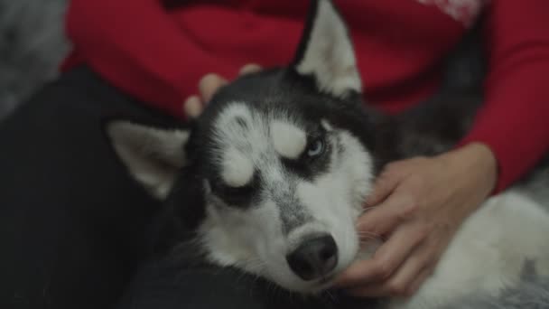 Close-up van vrouwelijke hand aaien Siberische Huskys hoofd in slow motion. Honden genieten van eigenaren aaien. — Stockvideo