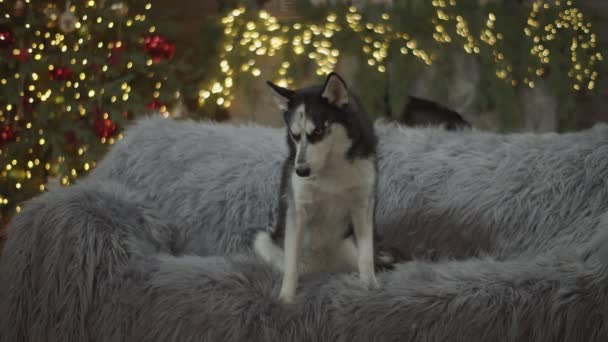 Husky siberiano sentado en sofá gris en la decoración de Navidad en cámara lenta. Perro adulto mirando recto sentado en el sofá . — Vídeo de stock