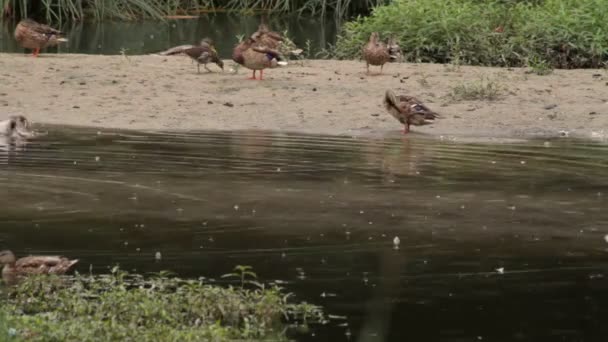 Kacsacsák nyája a nyári park taván és partján esőben. Eső cseppek sima felszínén folyóvíz kacsák úszás és repülés. — Stock videók