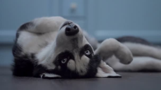Primer plano de Husky siberiano acostado en la espalda con las patas levantadas. Perro Husky blanco y negro girando mientras está acostado en el suelo con fondo azul . — Vídeo de stock