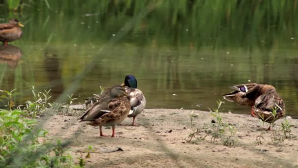 Stado kaczka na letni park jezioro i brzeg podczas deszcz. Krople deszczu na gładkiej powierzchni wody rzecznej z kaczkami pływanie i latanie. — Wideo stockowe