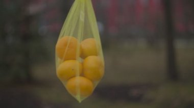 Sonbahar parkındaki mandalinalı çevre dostu çantayı yavaş çekimde kapat. Yiyecek için plastik olmayan ambalaj gezegeni kurtarır.. 