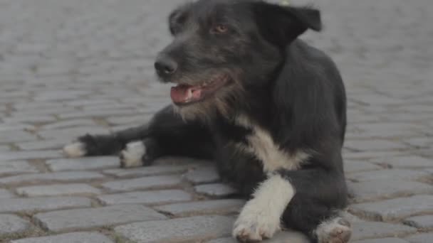 Dakloze zwarte hond ligt op de grond en gelukkig kwispelt zijn staart. — Stockvideo