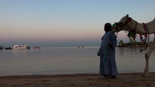 Καμήλα οδηγός με καμήλα του περπάτημα στην ακτή της θάλασσας στο ηλιοβασίλεμα στην Αίγυπτο. — Αρχείο Βίντεο