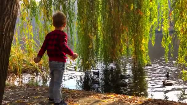 Niño pequeño en jersey rojo alimentando patos y palomas en el lago con hojas de árbol tocando el agua . — Vídeo de stock