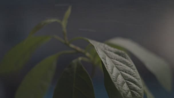Close-up van groene avocado boom bladeren worden bespoten door water in slow motion met donkere achtergrond. — Stockvideo