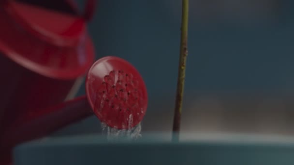 Close up of red watering can watering plant sprout in blue pot in slow motion. Plant transplant process. — Stock Video