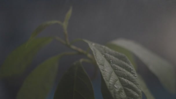 Close-up van groene avocado boom bladeren worden bespoten door water in slow motion met donkere achtergrond. — Stockvideo