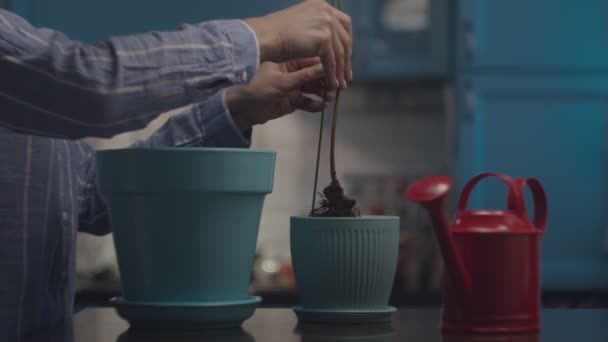 小さな鍋から大きな花の鍋に地面とアボカドの植物を取る女性の手.赤い散水はテーブルの上にすることができます。植物移植プロセス. — ストック動画