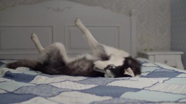 Siyah beyaz Sibirya Husky köpeği mavi battaniyeyle yatakta yatıyor. İnsan yatağında tepetaklak dönmeye çalışan sevimli bir köpek yavrusu.. 
