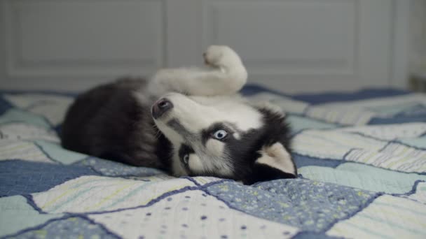 สีดําและสีขาวสุนัขไซบีเรีย Husky นอนบนเตียงกับผ้าห่มสีฟ้า ลูกสุนัขน่ารักบนเตียงของมนุษย์ . — วีดีโอสต็อก