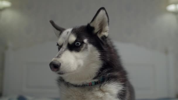 Portræt af sort og hvid Siberian Husky med blå øjne. Hund på ejere seng . – Stock-video