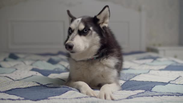 Černobílý sibiřský husky pes ležící na posteli s modrou přikrývkou. Roztomilé štěně na lidské posteli. — Stock video