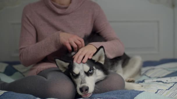 Młoda brunetka siedząca na łóżku z psem leżącym na nogach. Kobieta pieszczoty syberyjski Husky na łóżku w zwolnionym tempie. — Wideo stockowe