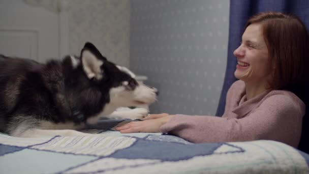 Young brunette female dog owner playing with pet lying on the bed. Black and white Siberian Husky playing with smiling woman. — ストック動画