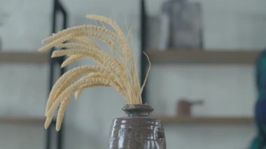 Female hands organizing spikelets of wheat in vase in minimalistic interior apartment. Dry plants in vase. 