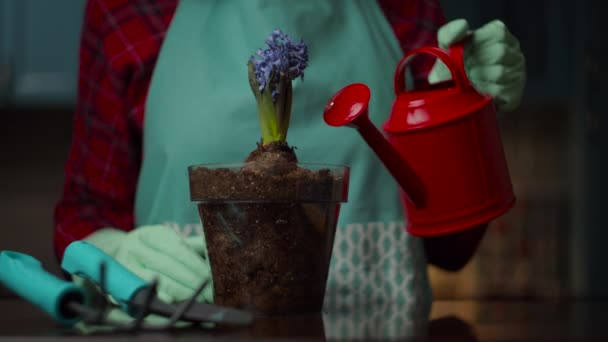 赤い散水缶を取って手袋の女性の手と遅い動きで透明な花のポットに青い花を散水。国内植え付け工程. — ストック動画