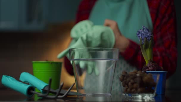 Mani femminili che indossano guanti sullo sfondo e vaso di fiori trasparente davanti. Processo di impianto domestico . — Video Stock