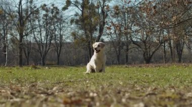 Parlak labrador av köpeği, evcil oyuncağıyla yeşil çimlerin üzerinde ağır çekimde koşuyor. Açık havada evcil hayvanlarla oynayan safkan köpeklerin farklı görüşleri vardır..