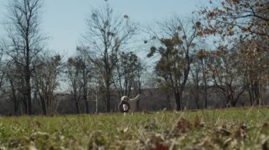 Parlak labrador av köpeği, evcil oyuncağıyla yeşil çimlerin üzerinde ağır çekimde koşuyor. Açık havada evcil hayvanlarla oynayan safkan köpeklerin farklı görüşleri vardır..