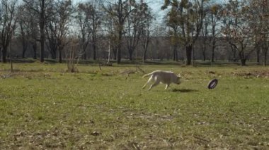 Parlak labrador av köpeği, evcil oyuncağıyla yeşil çimlerin üzerinde ağır çekimde koşuyor. Açık havada evcil hayvanlarla oynayan safkan köpeklerin farklı görüşleri vardır..