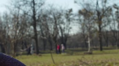 Parlak labrador Retriever köpeği, yeşil çimlerin üzerinde, evcil halka oyuncağıyla yavaş çekimde oynuyor. Açık havada evcil hayvanlarla oynayan safkan köpeklerin farklı görüşleri vardır..