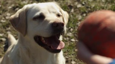 Parlak labrador av köpeği, yeşil çimlerin üzerinde, evcil top oyuncağıyla yavaş çekimde oynuyor. Açık havada evcil hayvanlarla oynayan safkan köpeklerin farklı görüşleri vardır..