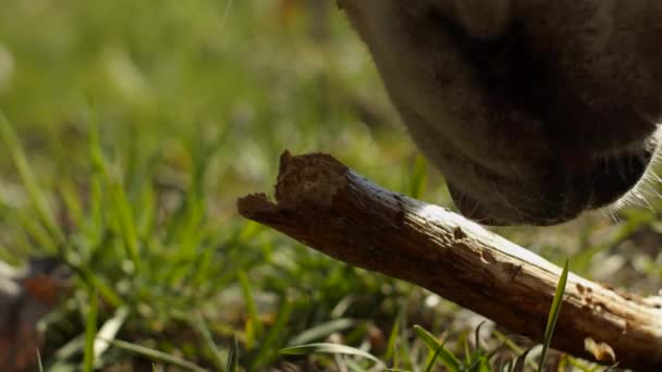 Parlak labrador Retriever köpeği yavaş çekimde yeşil çimlerin üzerinde tahta sopayla oynuyor. Açık havada oynayan farklı safkan köpek manzaraları.. — Stok video